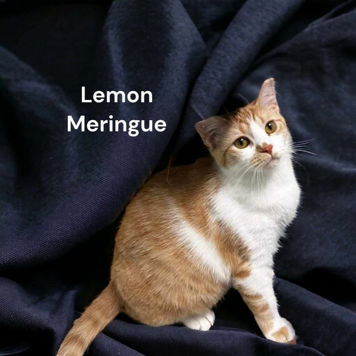 Lemon Meringue 2