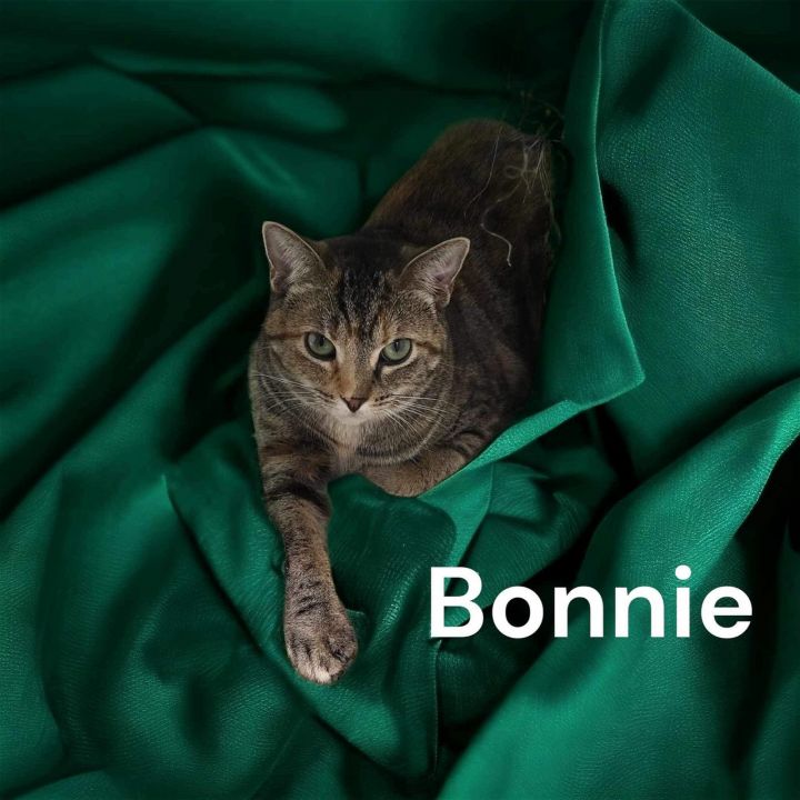 Bonnie 3