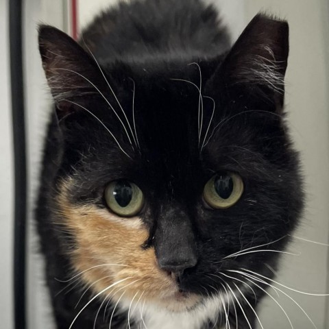 Lillian Love, an adoptable Domestic Short Hair in Folsom, LA, 70437 | Photo Image 1