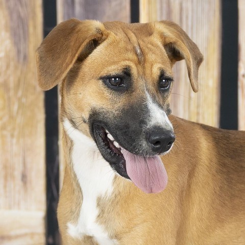 Darla, an adoptable Beagle, Foxhound in Newport, TN, 37821 | Photo Image 1