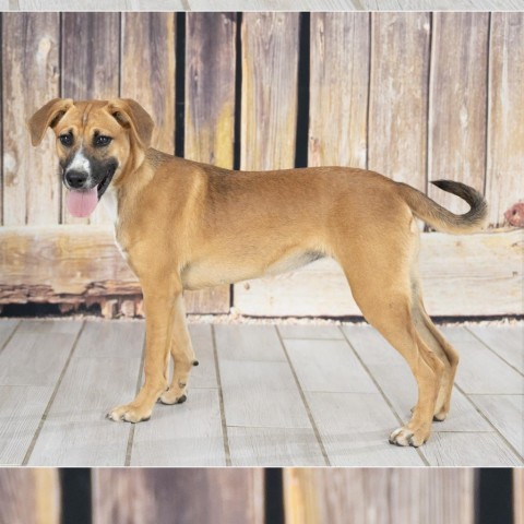 Darla, an adoptable Beagle, Foxhound in Newport, TN, 37821 | Photo Image 2