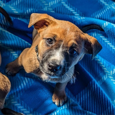 Darla, an adoptable Beagle, Foxhound in Newport, TN, 37821 | Photo Image 3