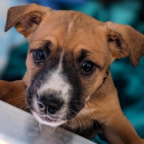 Darla, an adoptable Beagle, Foxhound in Newport, TN, 37821 | Photo Image 4