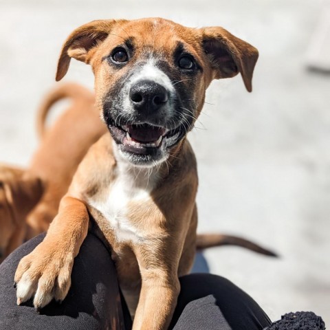 Darla, an adoptable Beagle, Foxhound in Newport, TN, 37821 | Photo Image 4