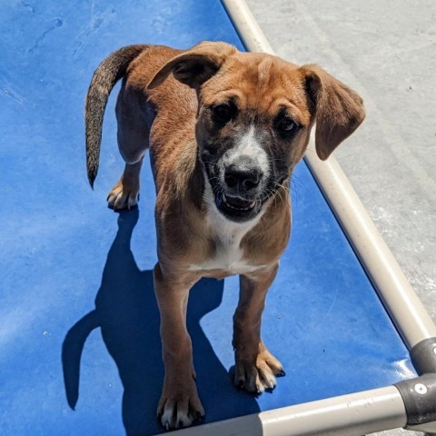 Darla, an adoptable Beagle, Foxhound in Newport, TN, 37821 | Photo Image 5