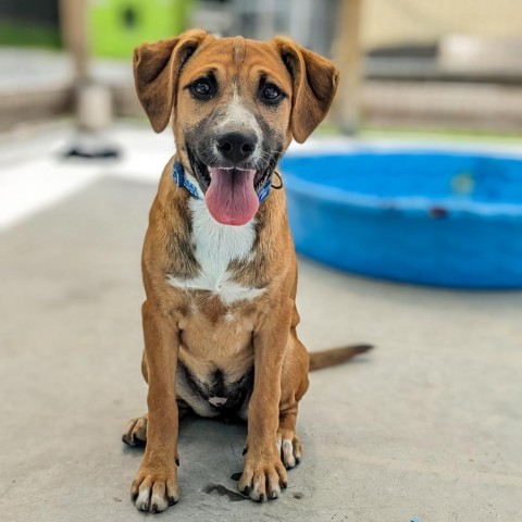 Darla, an adoptable Beagle, Foxhound in Newport, TN, 37821 | Photo Image 6