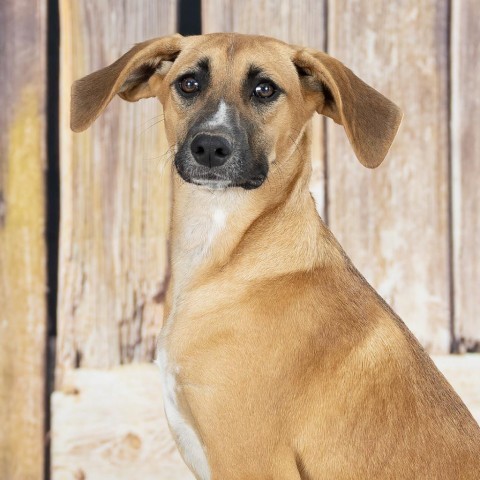 Carmella, an adoptable Beagle, Foxhound in Newport, TN, 37821 | Photo Image 1