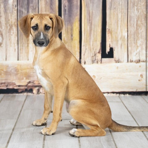 Carmella, an adoptable Beagle, Foxhound in Newport, TN, 37821 | Photo Image 2