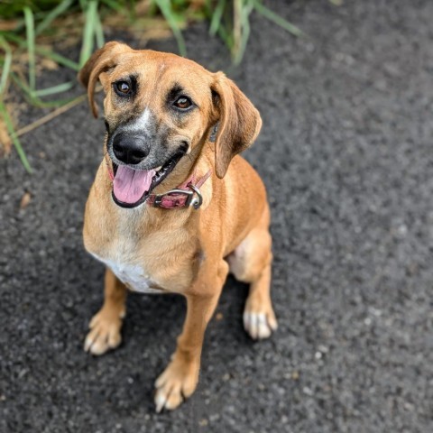 Carmella, an adoptable Beagle, Foxhound in Newport, TN, 37821 | Photo Image 2