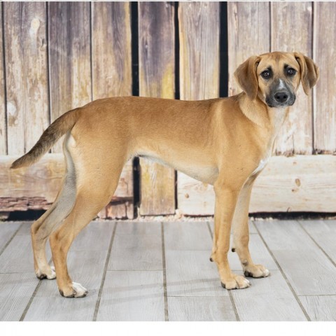 Carmella, an adoptable Beagle, Foxhound in Newport, TN, 37821 | Photo Image 4