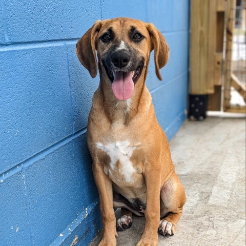 Carmella, an adoptable Beagle, Foxhound in Newport, TN, 37821 | Photo Image 6