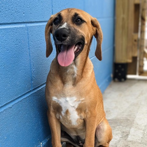 Carmella, an adoptable Beagle, Foxhound in Newport, TN, 37821 | Photo Image 6