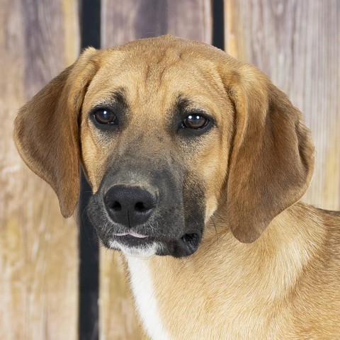 Hank, an adoptable Beagle, Foxhound in Newport, TN, 37821 | Photo Image 1