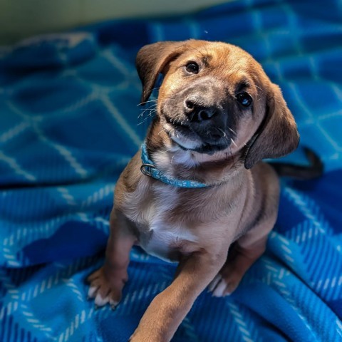 Hank, an adoptable Beagle, Foxhound in Newport, TN, 37821 | Photo Image 2
