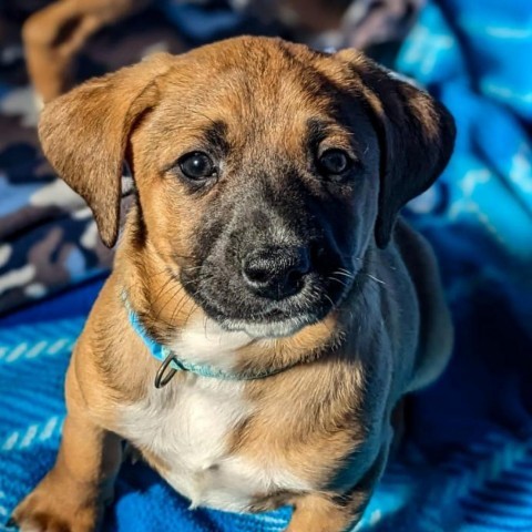 Hank, an adoptable Beagle, Foxhound in Newport, TN, 37821 | Photo Image 3