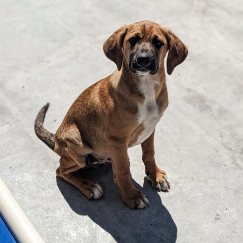Hank, an adoptable Beagle, Foxhound in Newport, TN, 37821 | Photo Image 4