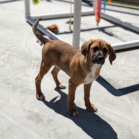 Hank, an adoptable Beagle, Foxhound in Newport, TN, 37821 | Photo Image 5