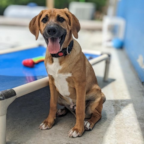 Hank, an adoptable Beagle, Foxhound in Newport, TN, 37821 | Photo Image 6