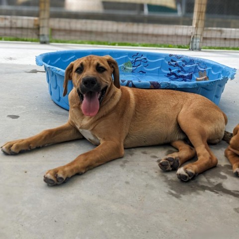 Tank (Dark Blue), an adoptable Beagle, Foxhound in Newport, TN, 37821 | Photo Image 1