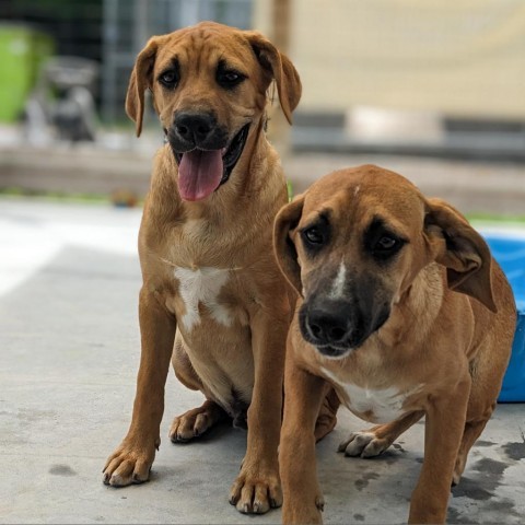 Tank (Dark Blue), an adoptable Beagle, Foxhound in Newport, TN, 37821 | Photo Image 2