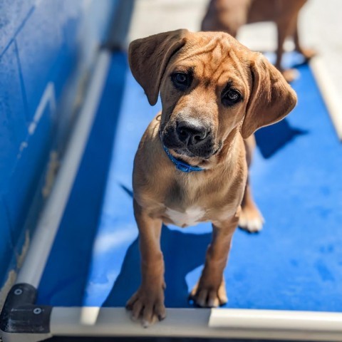 Tank (Dark Blue), an adoptable Beagle, Foxhound in Newport, TN, 37821 | Photo Image 3