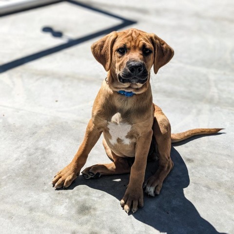 Tank (Dark Blue), an adoptable Beagle, Foxhound in Newport, TN, 37821 | Photo Image 4