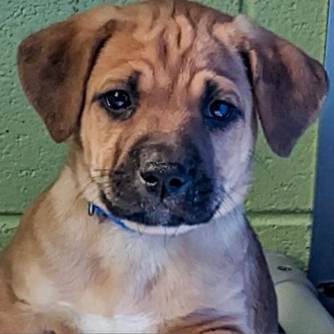 Tank (Dark Blue), an adoptable Beagle, Foxhound in Newport, TN, 37821 | Photo Image 5