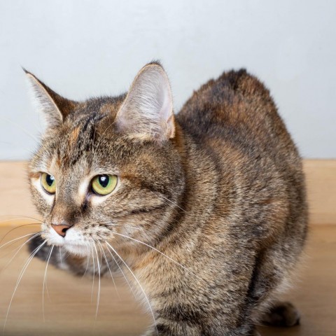 Aya Louisa C15572, an adoptable Domestic Short Hair in Minnetonka, MN, 55345 | Photo Image 2