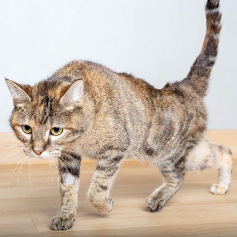 Aya Louisa C15572, an adoptable Domestic Short Hair in Minnetonka, MN, 55345 | Photo Image 5