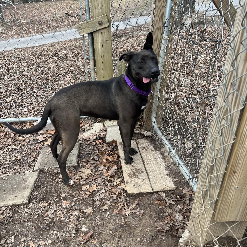 Dahlia, an adoptable Pit Bull Terrier, Belgian Shepherd / Malinois in Blairsville, GA, 30512 | Photo Image 2