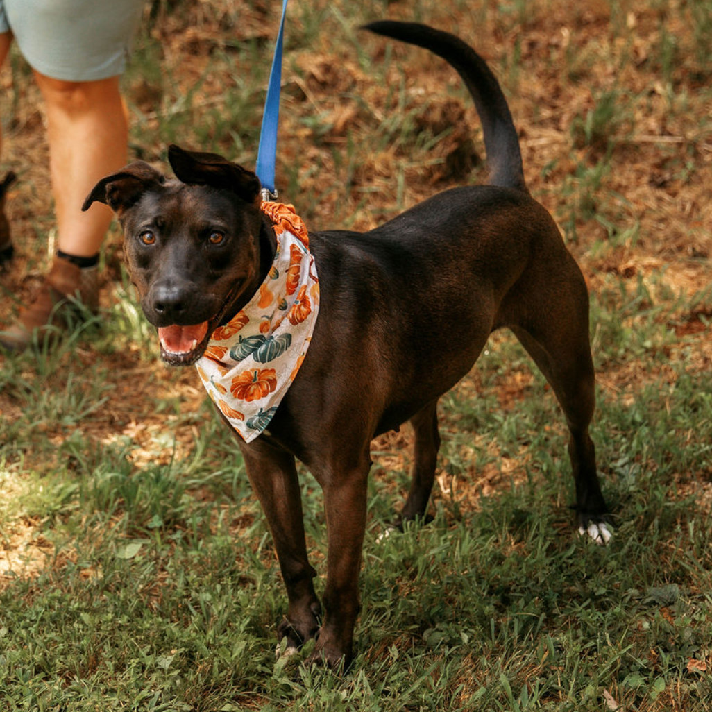 Dahlia, an adoptable Pit Bull Terrier, Belgian Shepherd / Malinois in Blairsville, GA, 30512 | Photo Image 3