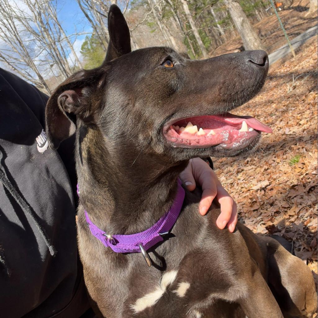 Dahlia, an adoptable Pit Bull Terrier, Belgian Shepherd / Malinois in Blairsville, GA, 30512 | Photo Image 4