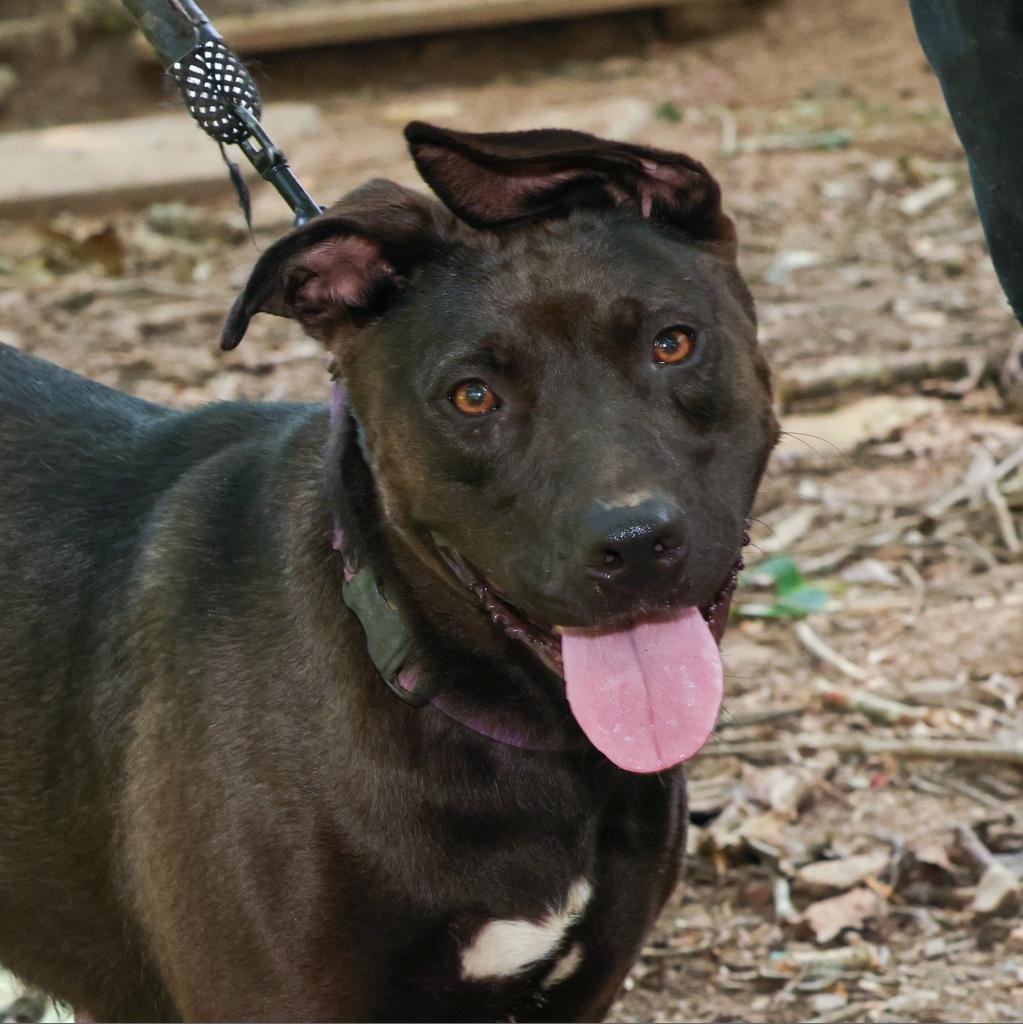 Dahlia, an adoptable Pit Bull Terrier, Belgian Shepherd / Malinois in Blairsville, GA, 30512 | Photo Image 7