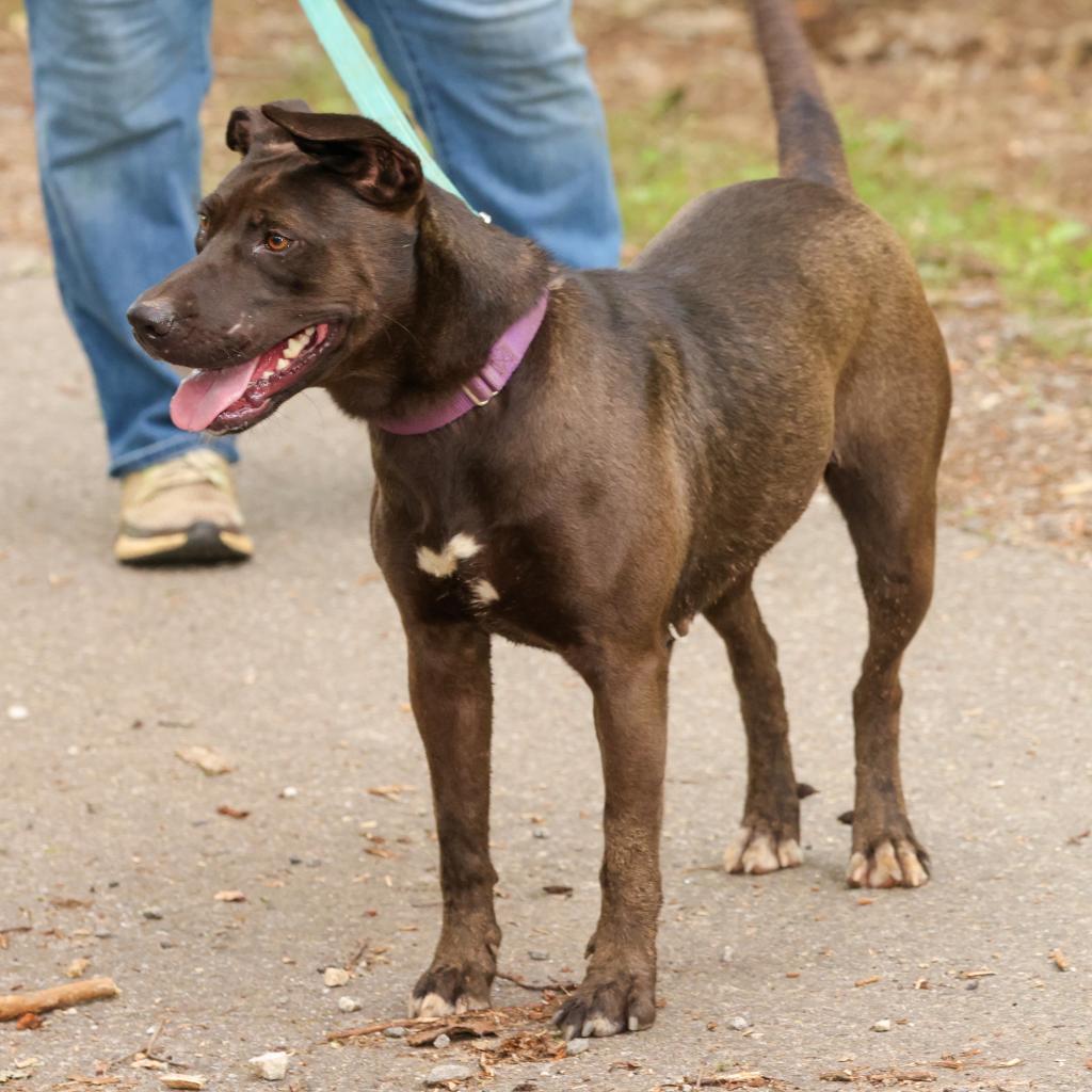 Dahlia, an adoptable Pit Bull Terrier, Belgian Shepherd / Malinois in Blairsville, GA, 30512 | Photo Image 8