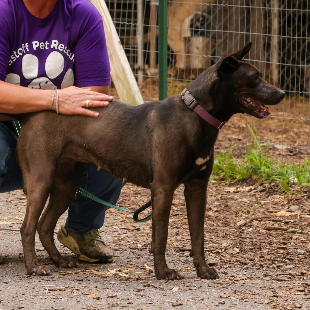 Dahlia, an adoptable Pit Bull Terrier, Belgian Shepherd / Malinois in Blairsville, GA, 30512 | Photo Image 9