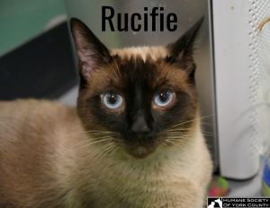 Rucifie