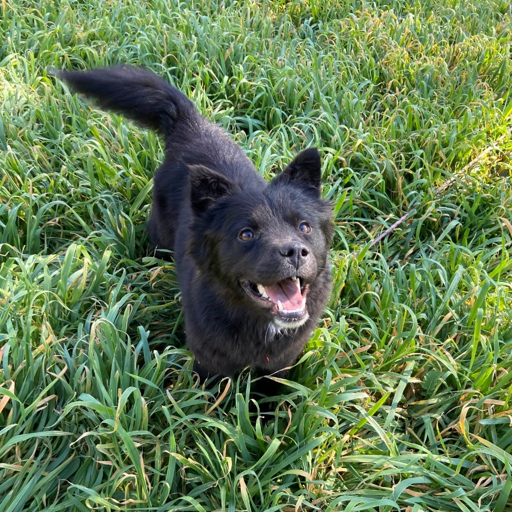 Adelie, an adoptable Spitz, Labrador Retriever in Clinton, SC, 29325 | Photo Image 1