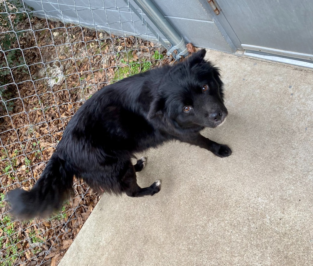 Adelie, an adoptable Spitz, Labrador Retriever in Clinton, SC, 29325 | Photo Image 4