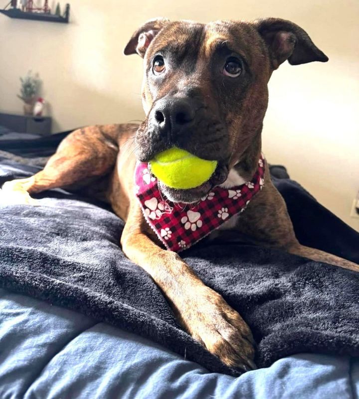 Dog for adoption - BROLEY, a Boxer Mix in Chandler, AZ