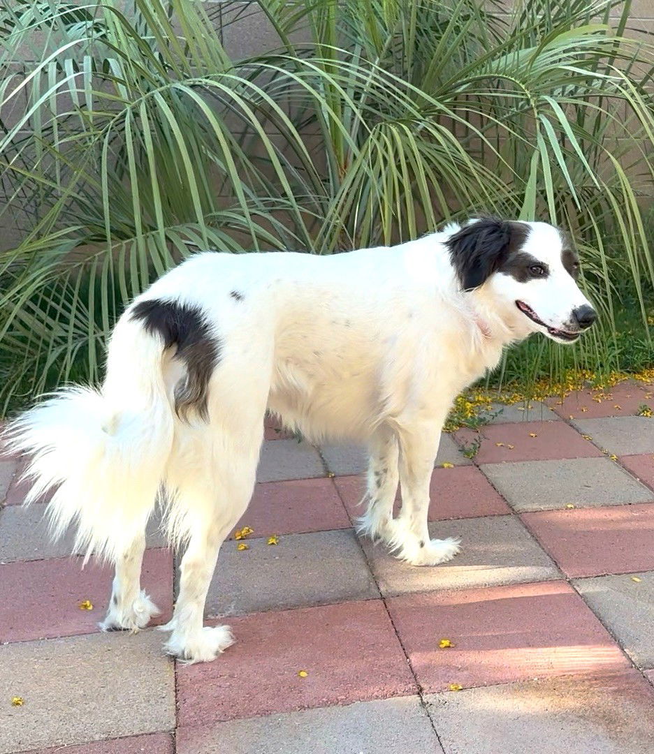 LADY #3, an adoptable Border Collie, Spaniel in Chandler, AZ, 85249 | Photo Image 1