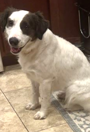 LADY #3, an adoptable Border Collie, Spaniel in Chandler, AZ, 85249 | Photo Image 2