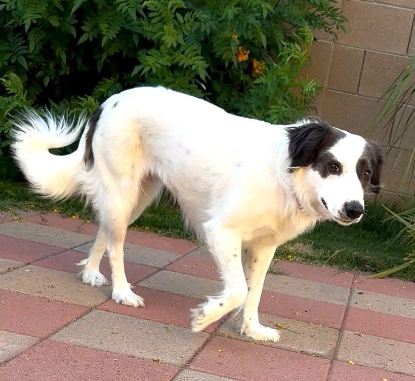 LADY #3, an adoptable Border Collie, Spaniel in Chandler, AZ, 85249 | Photo Image 3