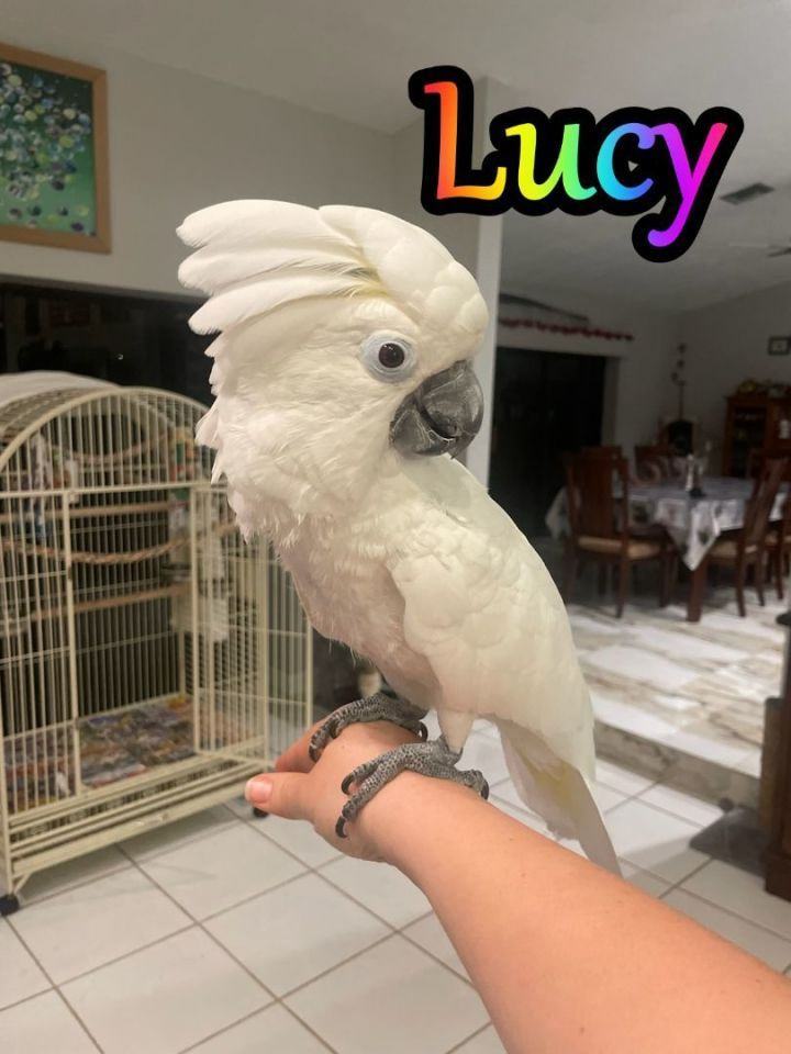 Parrot for adoption Lucy, a Cockatoo in Tamarac, FL Petfinder