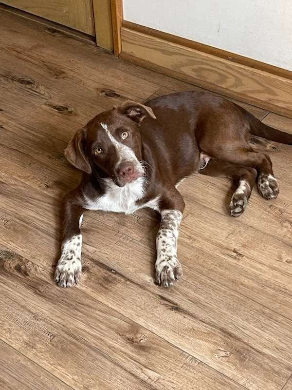 German shorthaired 2024 pointer petfinder