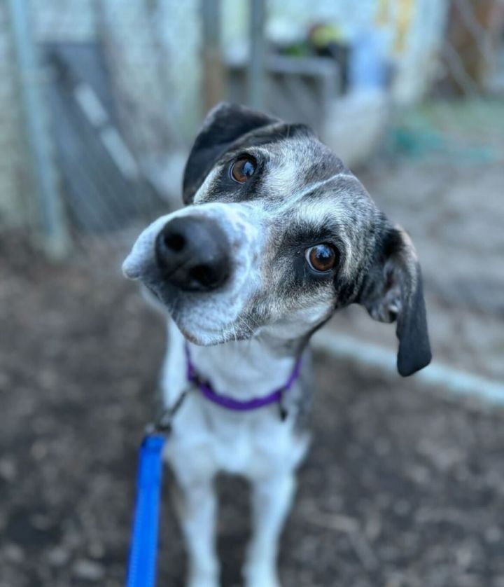 Weimaraner australian hot sale shepherd mix