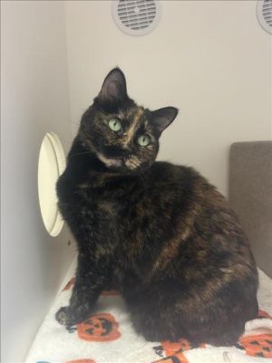 Libby is a big soft girl filled to the brim with tortitude This drama queen can be affectionate b