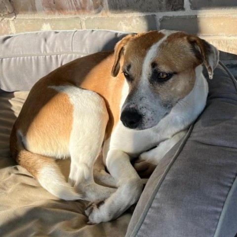 Stella, an adoptable Beagle, Spaniel in Wadena, MN, 56482 | Photo Image 5