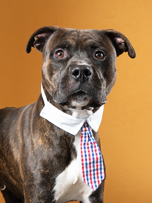 Introducing Audio Audio is a beautiful dark brindle boy with an easy low-energy personality He lo
