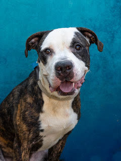 Wanna get lucky Come adopt Seven Seven is full of love His top 4 list includes - Loves people -