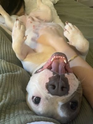 SIX - IN FOSTER Pit Bull Terrier Dog